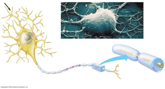 Direzione del segnale Dendriti Corpo cellulare Corpo cellulare Strati di mielina che formano la guaina mielinica Nucleo Assone