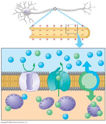 Gli ioni Na + sono più concentrati all esterno della cellula, dove sono trasportati attivamente dalla pompa sodio potassio, perché i canali del sodio consentono una diffusione limitata di questi ioni