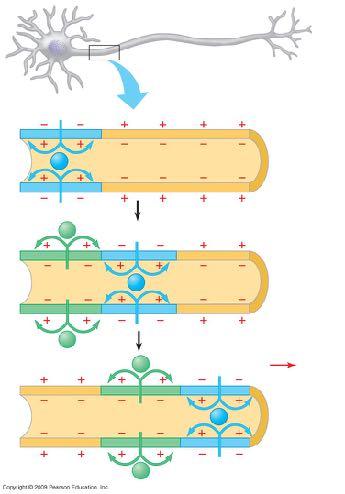 In seguito a uno stimolo si aprono i canali del Na + e si genera un potenziale d azione in una regione dell assone Potenziale d azione Assone Subito dopo, in quella stessa regione, si aprono i canali