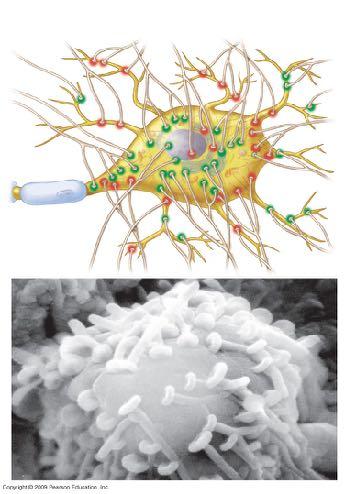 Terminali sinaptici Dendriti Inibitorio Eccitatorio Guaina mielinica