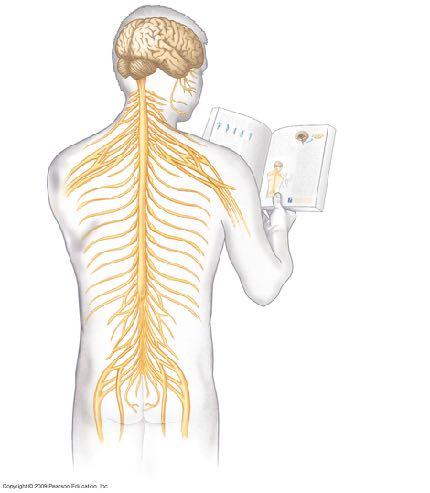 Sistema nervoso centrale (SNC) Encefalo Midollo spinale Sistema