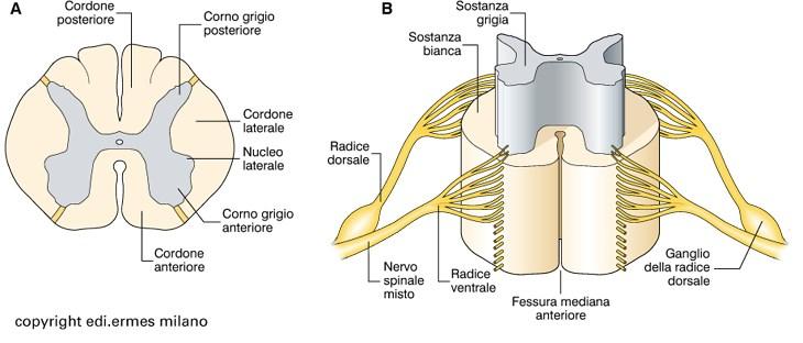 Sezione di midollo spinale Le vie di ingresso sono Le vie di ingresso sono neuroni i cui somi costituite dalle radici dorsali sono situati nei gangli delle radici dorsali Le vie di