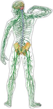 Il Sistema Nervoso Il sistema nervoso dell'uomo si compone di