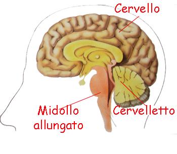 Encefalo Sistema Nervoso Centrale L encefalo è formato dal