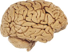 Encefalo Sistema Nervoso Centrale La corteccia contiene i centri che controllano il movimento, la sensibilità, il