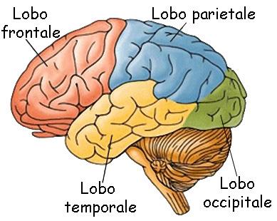 Cervello Sistema Nervoso Centrale Il cervello viene suddiviso in quattro grandi