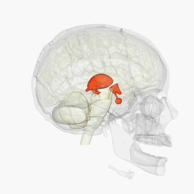 Cervello Sistema Nervoso Centrale Il diencefalo è la parte più interna del cervello; controlla ed elabora gli stimoli