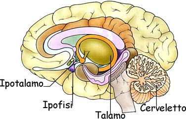 Cervelletto Sistema Nervoso Centrale Il cervelletto è una formazione posta sotto gli