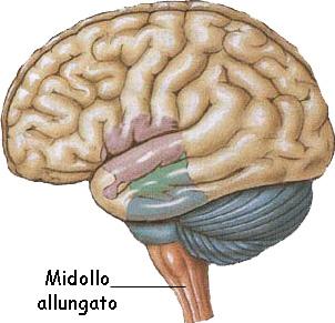 Sistema Nervoso Centrale Midollo allungato Il midollo allungato (o bulbo) collega l encefalo al midollo