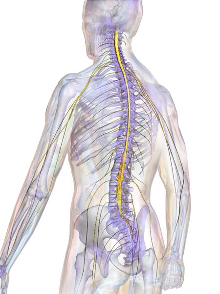 Sistema Nervoso Centrale Midollo spinale Il midollo
