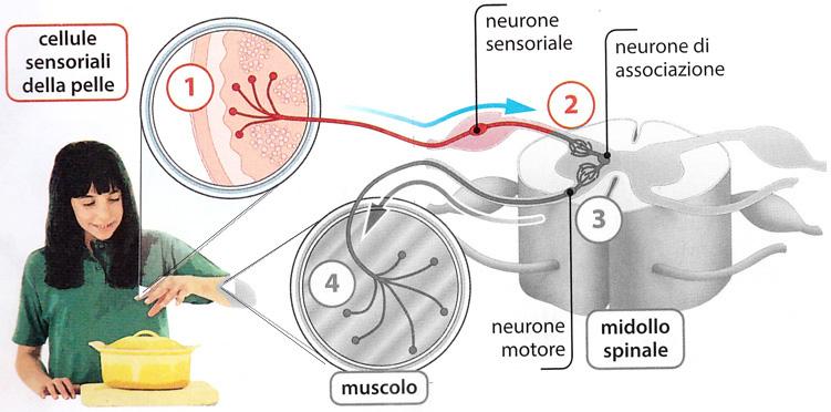 Sistema Nervoso Centrale Midollo spinale Ecco cosa è successo in una frazione di secondo: 2.
