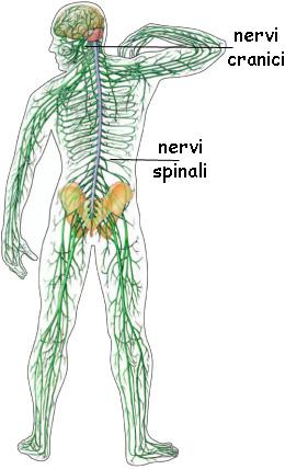 Sistema Nervoso Periferico Sistema Nervoso Volontario Il sistema nervoso volontario è costituito dalle fibre nervose periferiche che inviano informazioni sensoriali al sistema