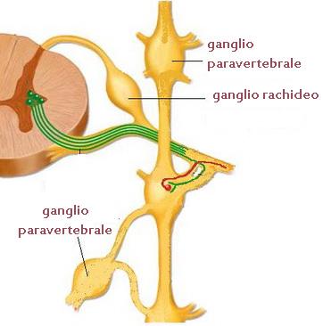 Sistema Nervoso Periferico Sistema Nervoso Autonomo Il sistema nervoso autonomo comprende l'insieme di fibre nervose che corrono lungo la colonna vertebrale e che innervano gli organi