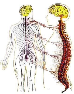 Sistema Nervoso Periferico Sistema Nervoso Autonomo I fasci di nervi del sistema nervoso autonomo, detto simpatico,