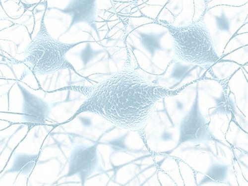 Il Sistema Nervoso Il sistema nervoso è costituito da miliardi di neuroni che hanno come