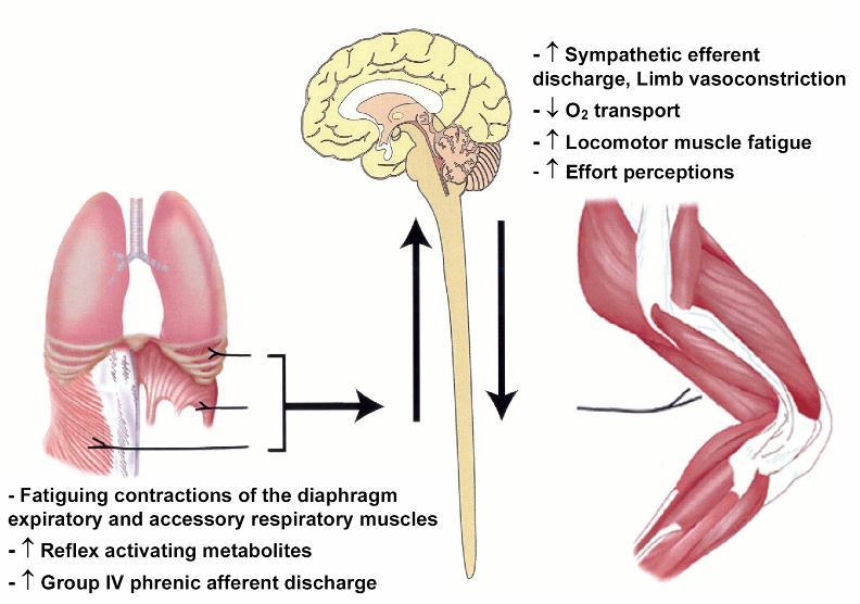 Respiratory Muscle Metaboreflex Abdominal
