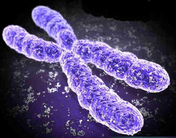 Se un cromosoma è una doppia elica di DNA, perché in tutte le figure i