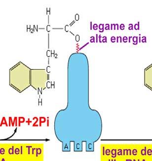 I RIBOSOMI, ORGANULI DEPUTATI ALLA SINTESI DELLE PROTEINE, SONO COSTITUITI DI DUE SUB- UNITA (MAGGIORE E MINORE), CHE SI UNISCONO SOLTANTO QUANDO IL RIBOSOMA E ATTIVO NEL CITOPLASMA SONO PRESENTI