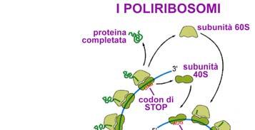 NUMEROSI RIBOSOMI SI LEGANO IN SEQUENZA DA UNA MOLECOLA DI mrna E