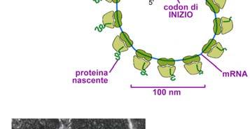 IN UNA CELLULA EUCARIOTE SINTESI PROTEICA E ANTIBIOTICI Molti