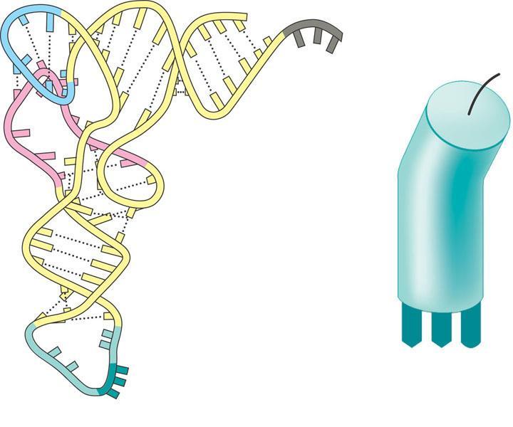 RNA Transfer Struttura tridimensionale della molecola di trna 5 3 Amino acid attachment site