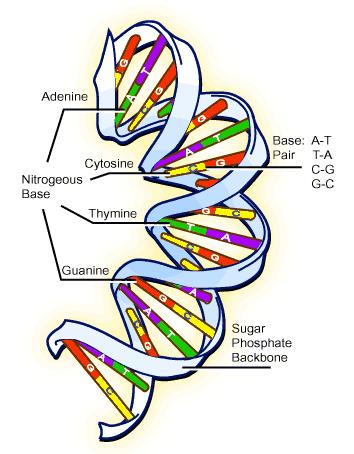 DNA Proteine Cellule Il DNA contiene l