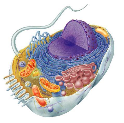Essere vivente proteine cellule Essere vivente Il