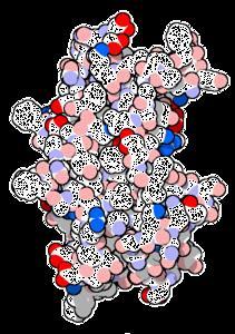 Organizzazione cellulare Proteine Catene di
