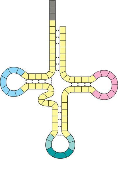 RNA Transfer E un RNA a singolo filamento lungo circa 80 nucleotidi Ogni trna trasporta uno specifico amminoacido (legato all estremità 3 ) e presenta uno specifico anticodone Uno speciale gruppo di
