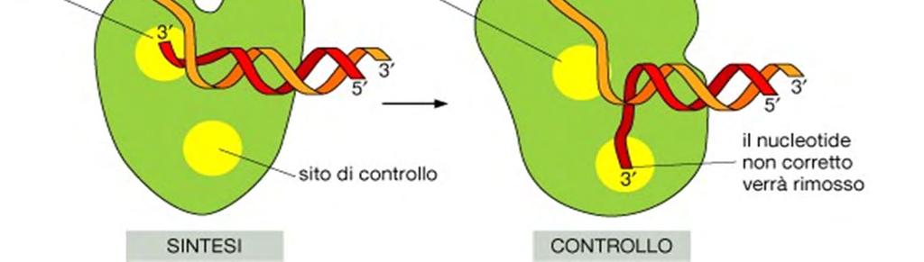 Amminoacil trna sintetasi (in alto)