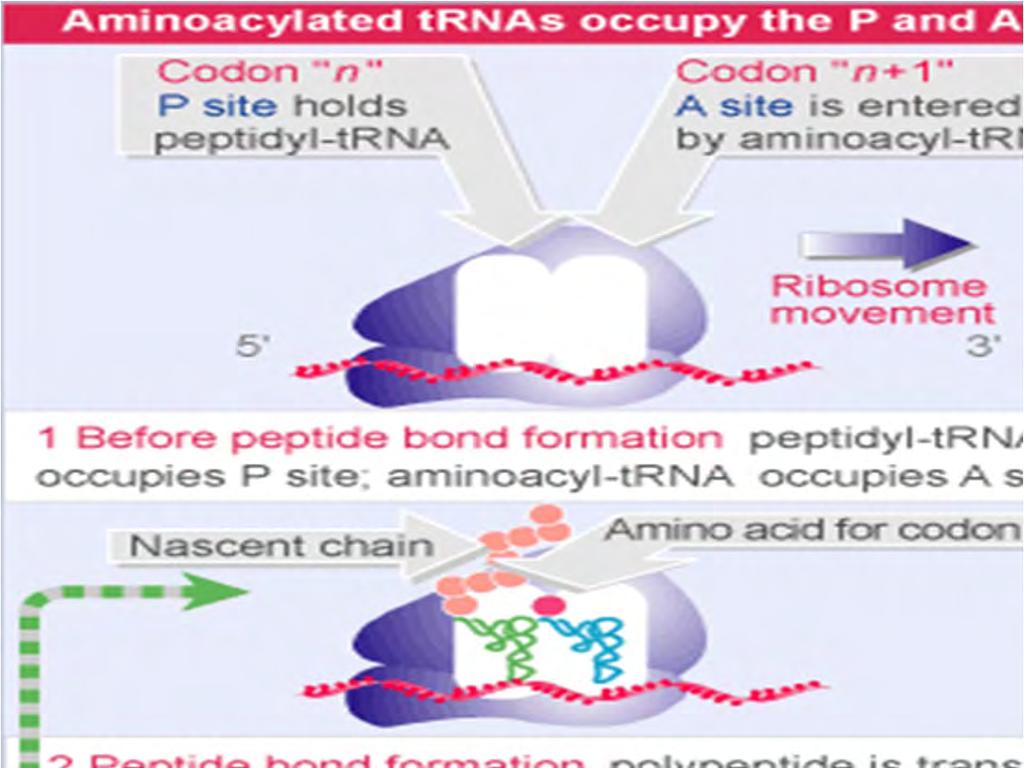 Siti A e P del ribosoma Sito P Sito A Prima della formazione del legame peptidico : il peptidil trna occupa il sito P, l