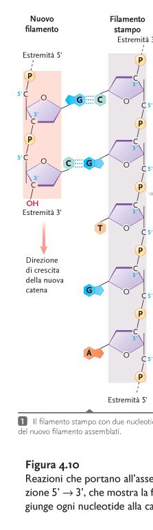 3, 5 fosfodiesterico La sintesi