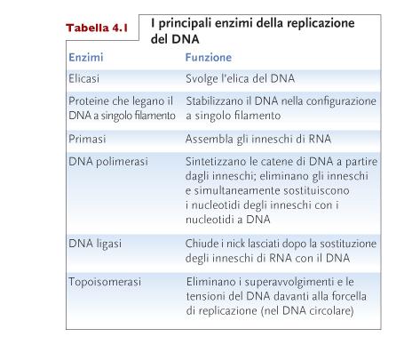 Enzimi della replicazione del