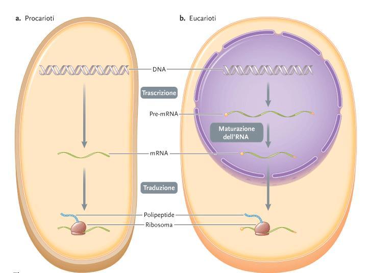 Biologia