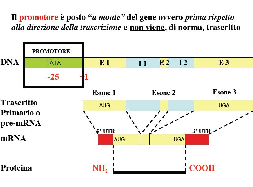 Biologia