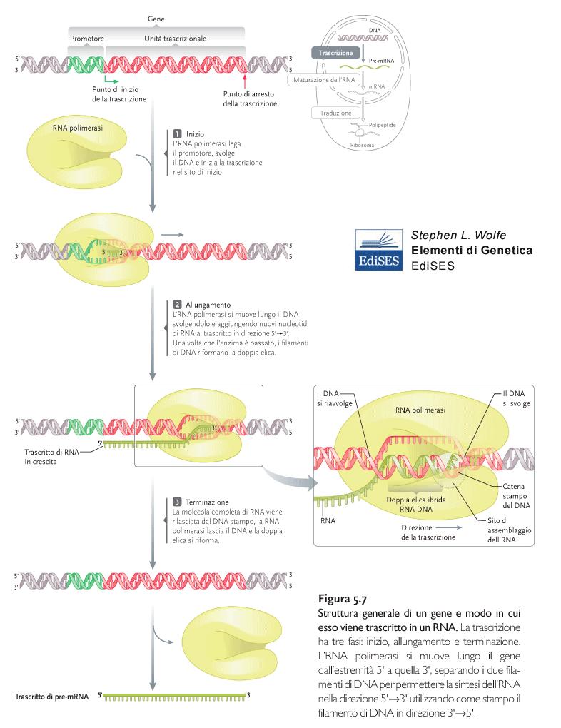 INIZIO ALLUNGAMENTO: I RIBONUCLEOTIDI VENGONO INSERITI IN DIREZIONE 5