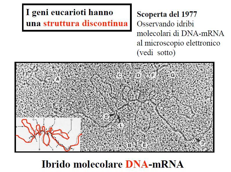 Biologia