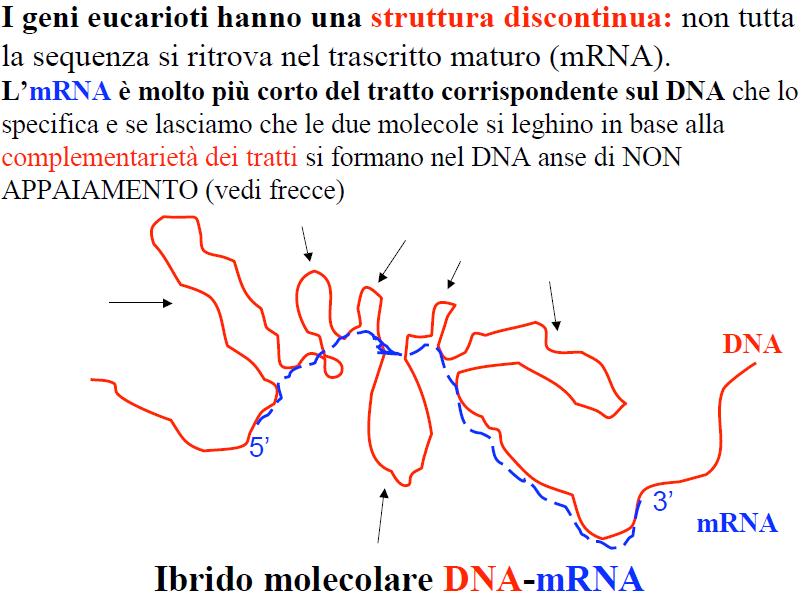 Biologia