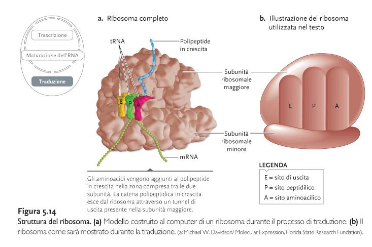 Biologia