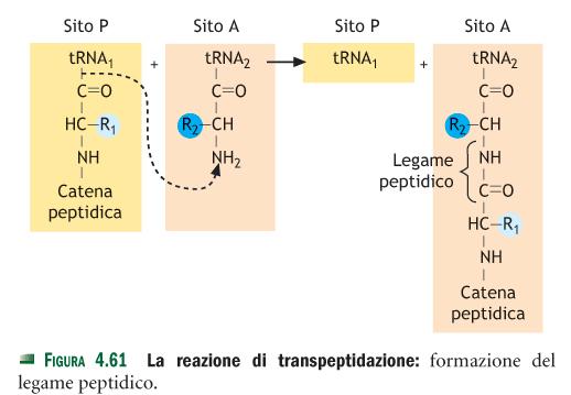 Biologia