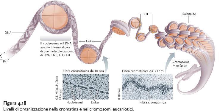 lunghezza DNA UMANO: 1,7m Diametro medio del nucleo: 5 micron ISTONI: PROTEINE BASICHE CHE PERMETTONO IL COMPATTAMENTO DEL DNA DUE CLASSI DI ISTONI: H2A, H2B H3, H4_si organizzano in strutture