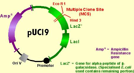 Marcatore per il DNA ricombinante LacZ e un gene che codifica per la β- galattosidasi un enzima che viene prodotto dalle cellule batteriche se in presenza di lattosio (induttore).