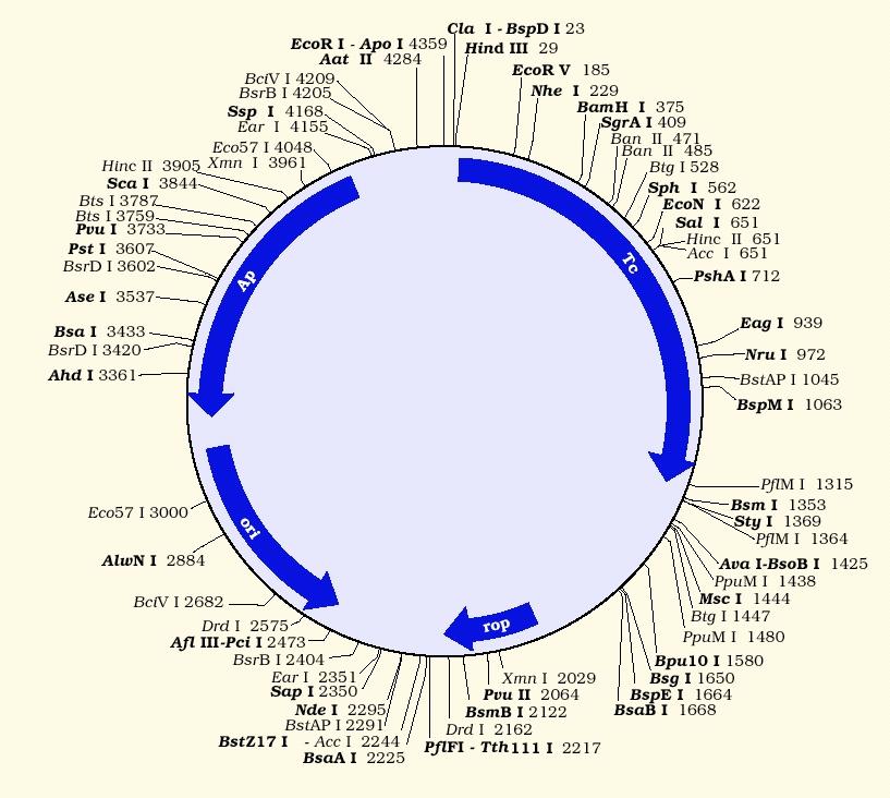 Marcatore per il DNA ricombinante II Metodo della doppia