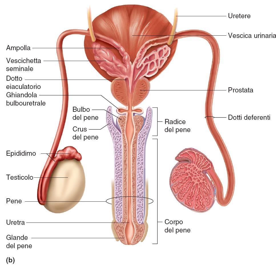Organi interni dell apparato genitale maschile 11 Epididimo (2) di circa 6 mm di lunghezza Dotto deferente (2) o vasi deferenti, sono tubi muscolari lunghi 45 cm Dotto eiaculatorio (2) Uretra