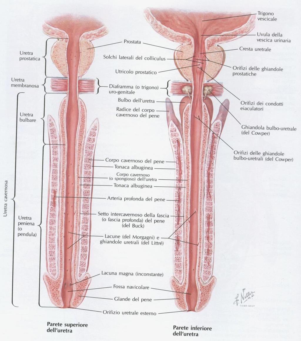 Pene 1 15 Il corpo del pene è costituito da 3 colonne di tessuto erettile, 2 corpi cavernosi dorsalmente e un unico corpo spongioso ventrale.