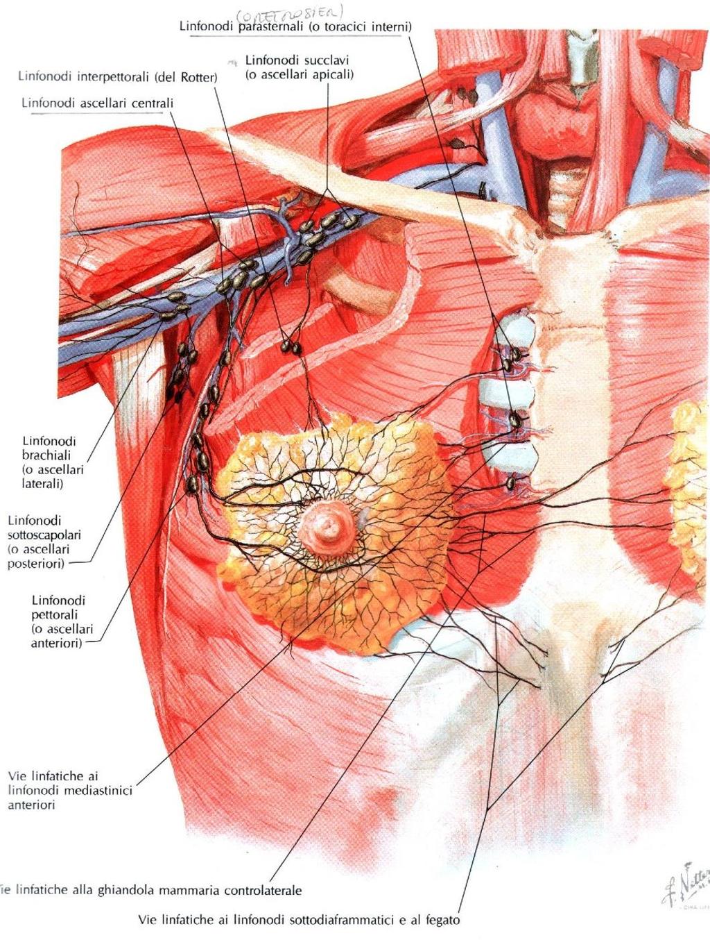 Ghiandola Mammaria - Vasi linfatici 22 La gran parte del drenaggio linfatico della mammella è tributario dei linfonodi della regione ascellare.