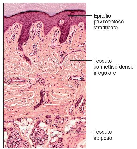 Apparato tegumentario: gli strati della cute 25 La cute comprende 2 strati distinti sovrapposti: Epidermide: quello più esterno o superficiale, composto da tessuto epiteliale pavimentoso