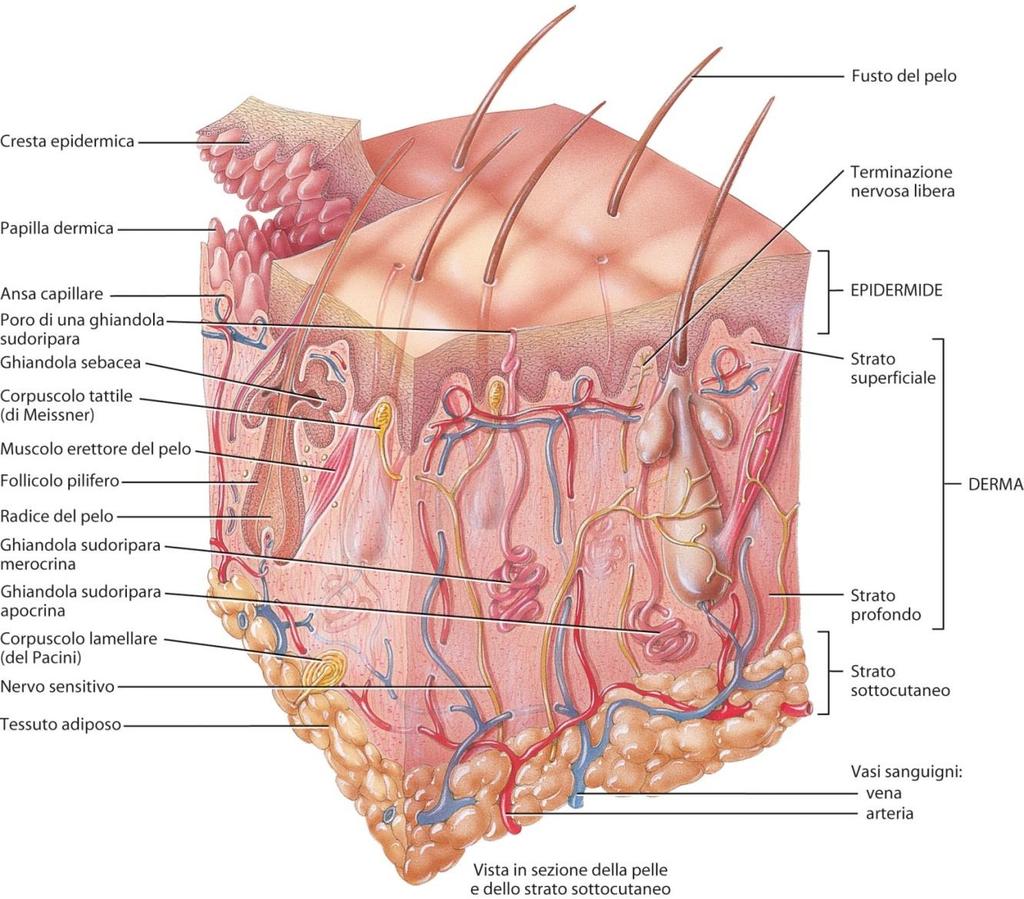 Apparato tegumentario: la vascolarizzazione 26 Lo strato sottocutaneo o ipodermico contiene anche i principali vasi sanguigni che alimentano la pelle; rami di questi vasi formano una rete (rete