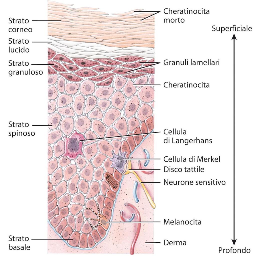 producono mano a mano la cheratina una proteina impermeabile, dura e fibrosa) ne sono sparsi altri 3 tipi melanociti producono la melanina che assorbe i raggi UV V Lo strato lucido è presente