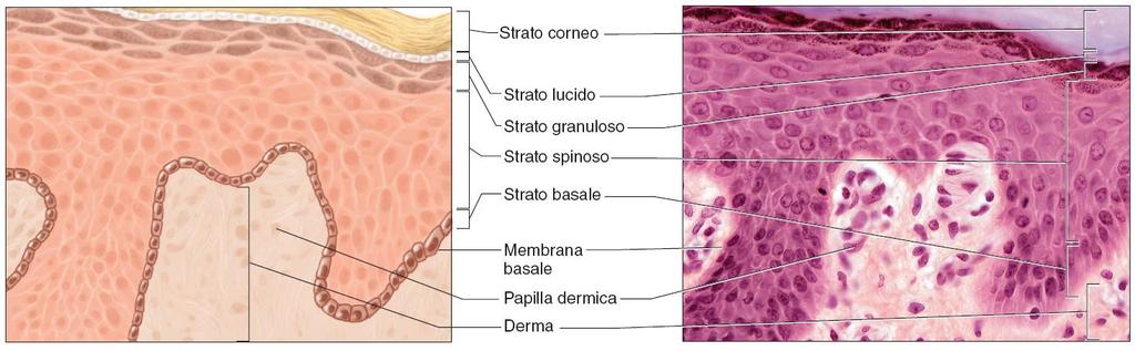 Apparato tegumentario: Istologica dell epidermide 29 Il confine tra epidermide e derma è irregolare, perché le creste si proiettano dall epidermide verso l interno e le papille dermiche a forma di